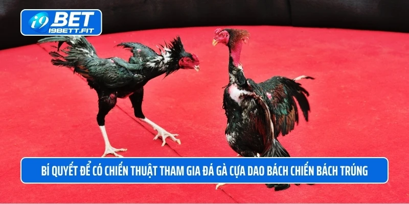 Bí quyết để có chiến thuật tham gia đá gà cựa dao bách chiến bách trúng