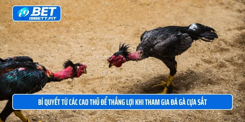 Bí quyết từ các cao thủ để thắng lợi khi tham gia đá gà cựa sắt