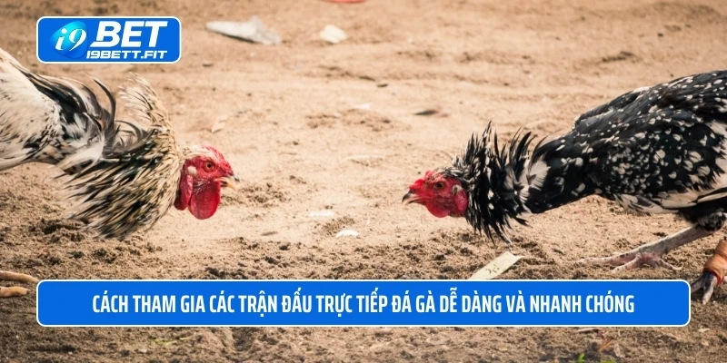 Cách tham gia các trận đấu trực tiếp đá gà dễ dàng và nhanh chóng