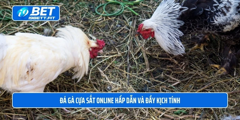 Đá gà cựa sắt online hấp dẫn và đầy kịch tính