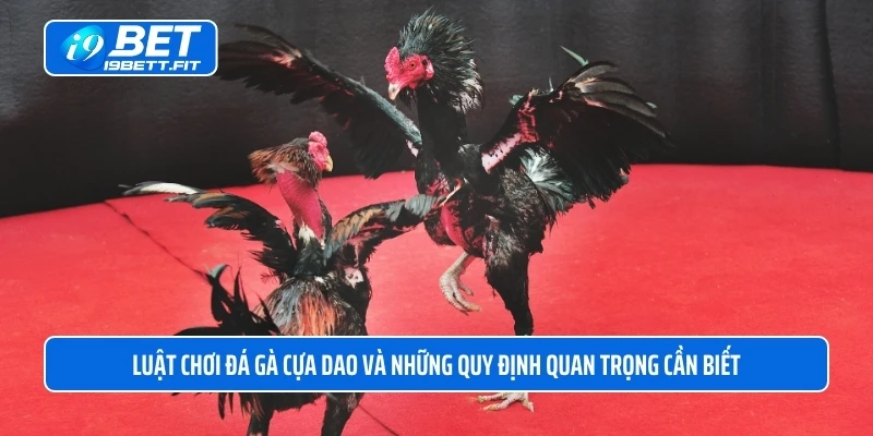 Luật chơi đá gà cựa dao và những quy định quan trọng cần biết